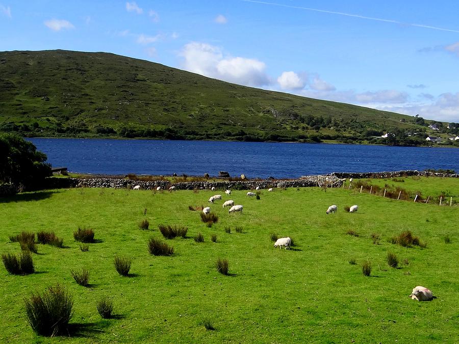 Lough Bofin Sheep Photograph by Keith Stokes