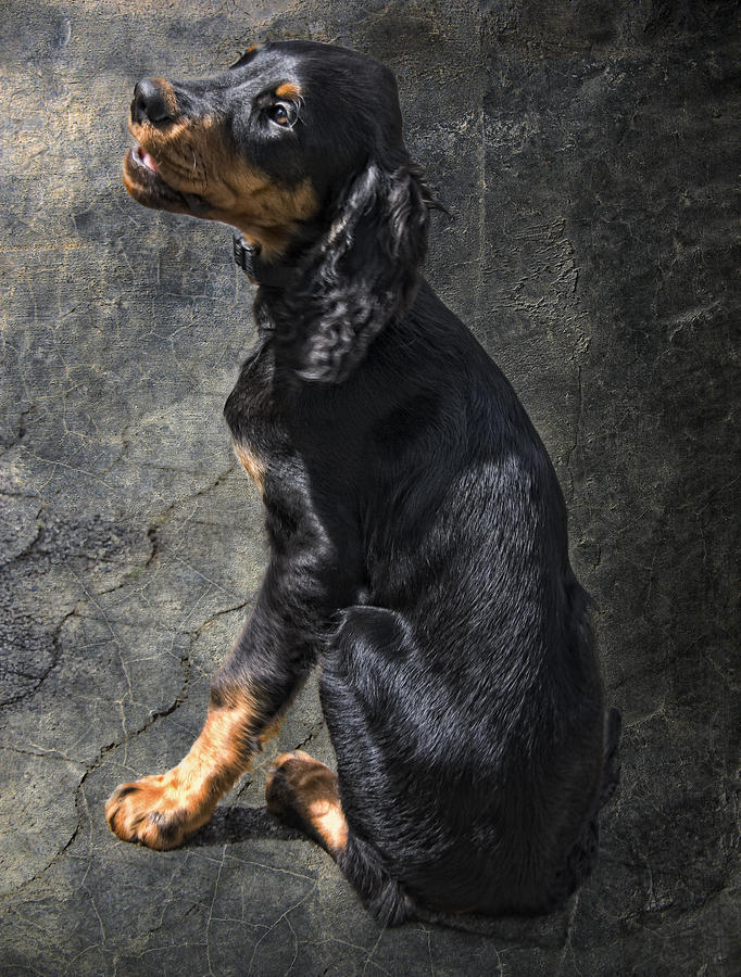 Dog Photograph - Louis by Joachim G Pinkawa