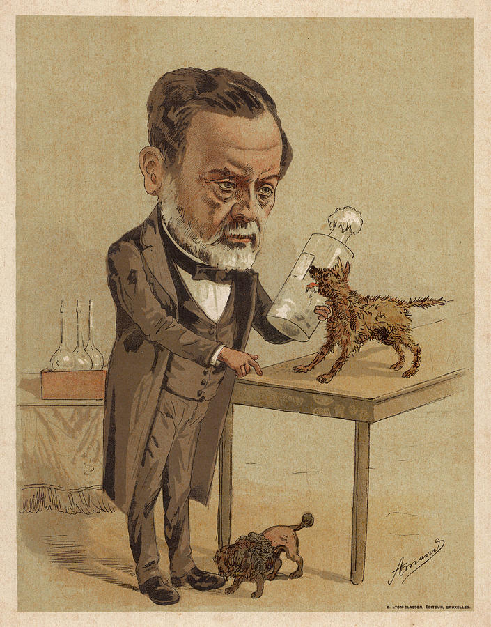 Dog Drawing - Louis Pasteur, French Chemist by Mary Evans Picture Library