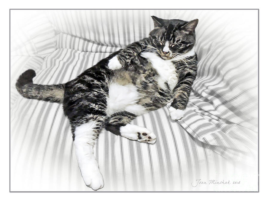 Cat Photograph - Louis Relaxed by Joan  Minchak