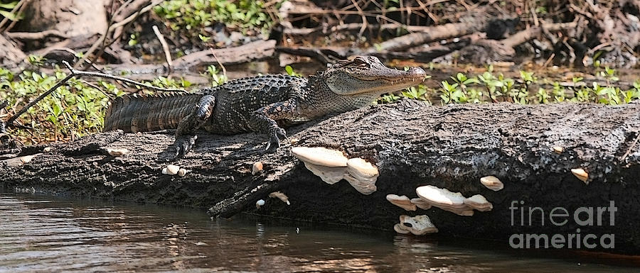 Louisiana Alligator Photograph by Luana K Perez