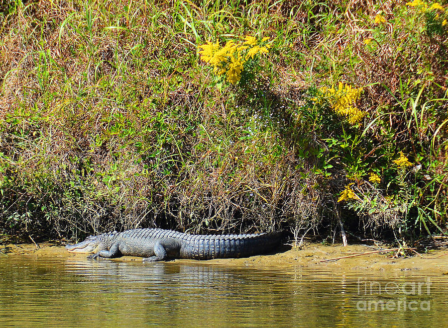 Louisiana Alligator Sunning Photograph By Christine Dekkers Fine Art America 4194