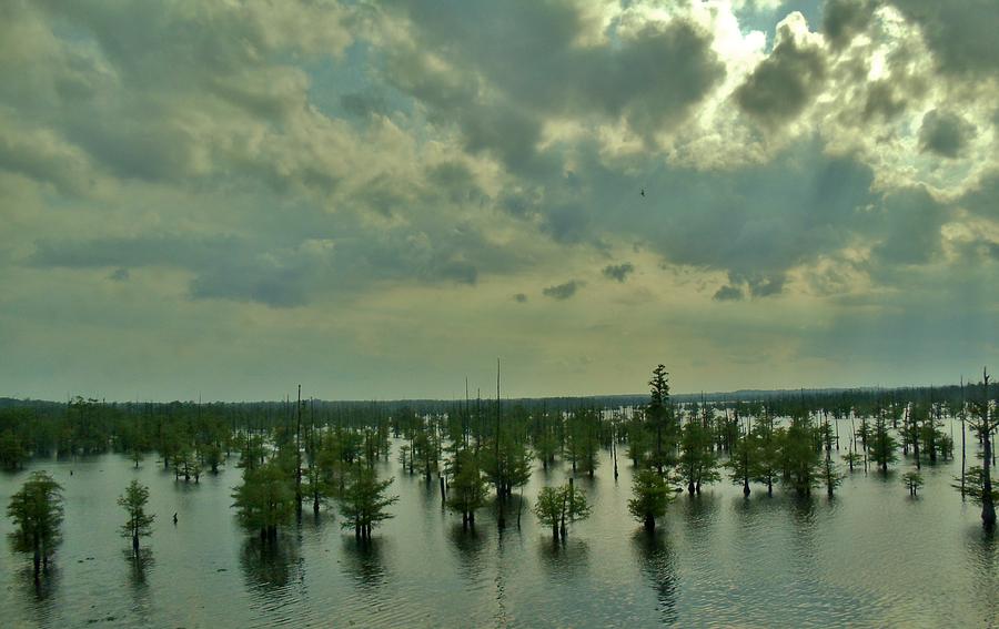 Louisiana Aqua Forest Photograph by Ed Sweeney
