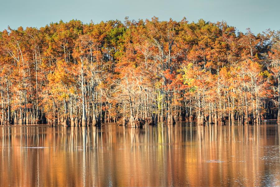 Louisiana Autumn Cypress Reflection Photograph by Ester McGuire