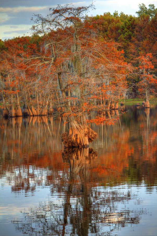 Louisiana Autumn Cypress Swamp Photograph by Ester McGuire