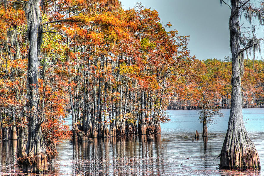 Louisiana Autumn Photograph by Ester McGuire