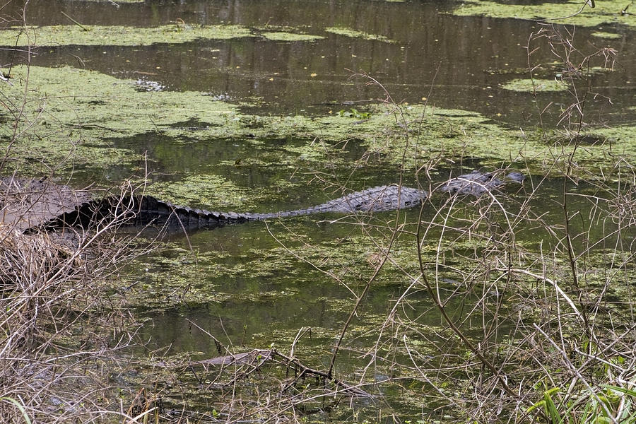 Louisiana Bayou Alligator Photograph by Kathy Clark