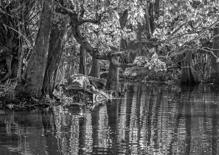 B&W Swamp Photo Set black and White Bayou 