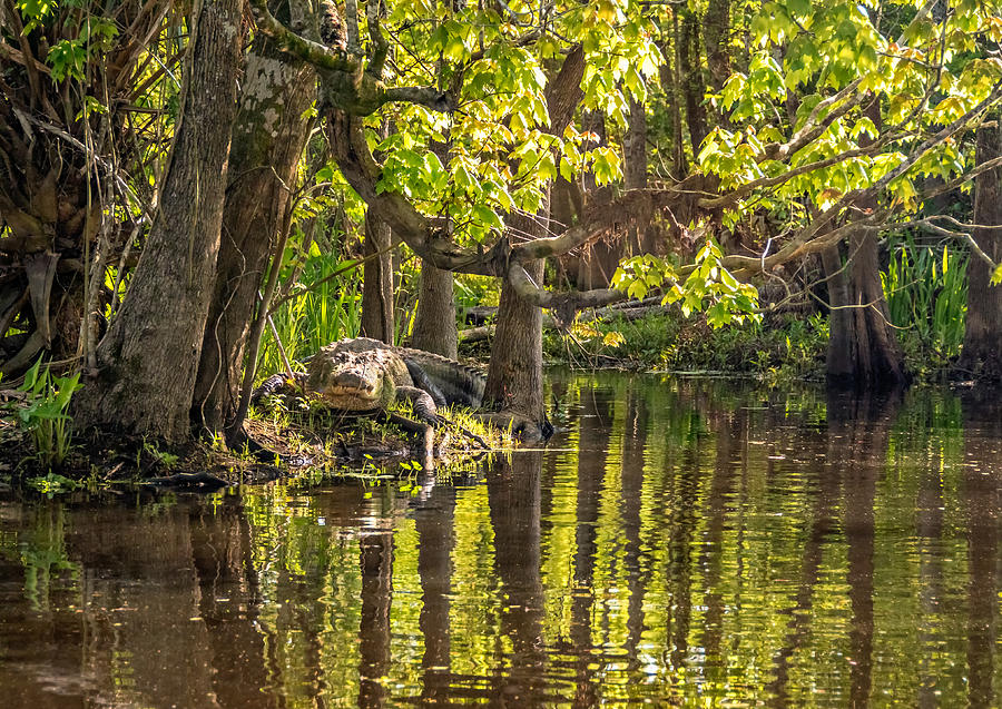 Alligator Photograph - Louisiana Bayou by Steve Harrington