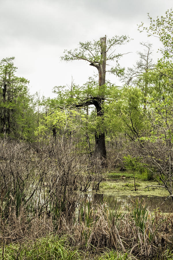 Louisiana Bayou Swamp Photograph by Kathy Clark