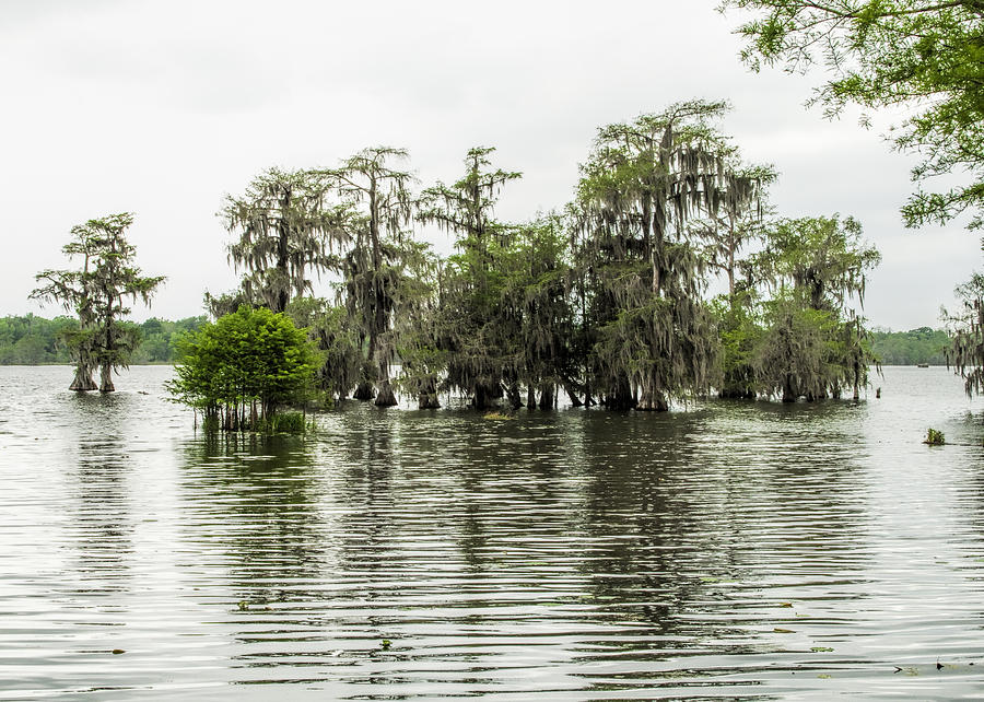 Louisiana Bayou Wetlands Photograph by Kathy Clark
