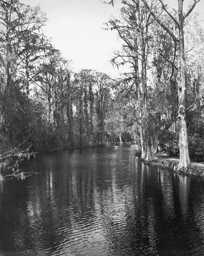 Louisiana Bayous Photograph by Underwood Archives