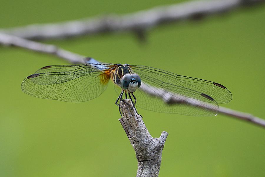 Louisiana Blue Dasher Dragonfly Photograph by Ester McGuire
