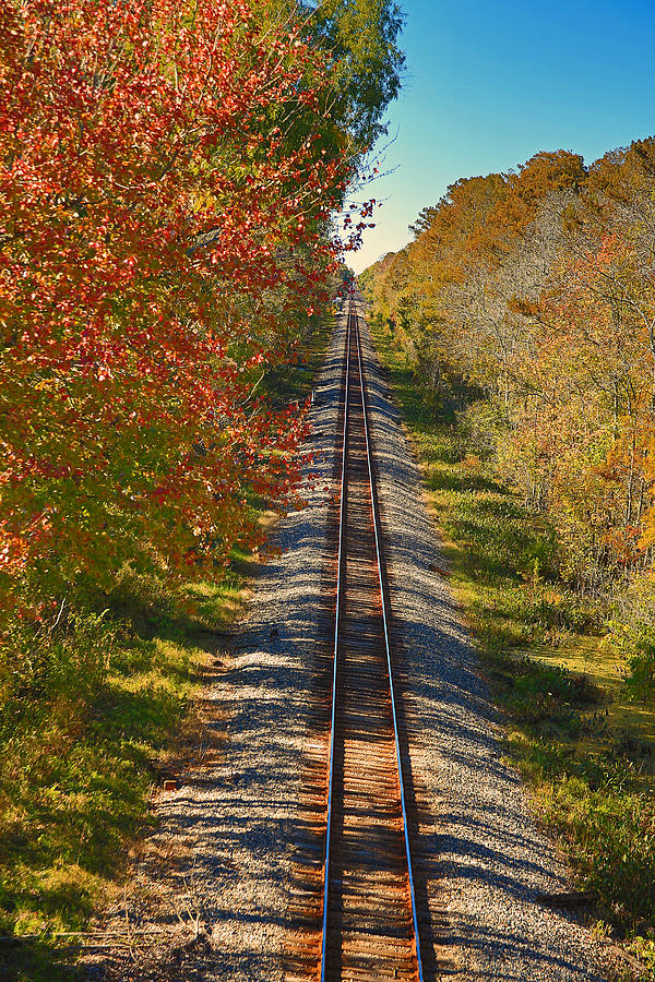 Louisiana Cajun Rail Road tracks Photograph by Ronald Olivier Fine