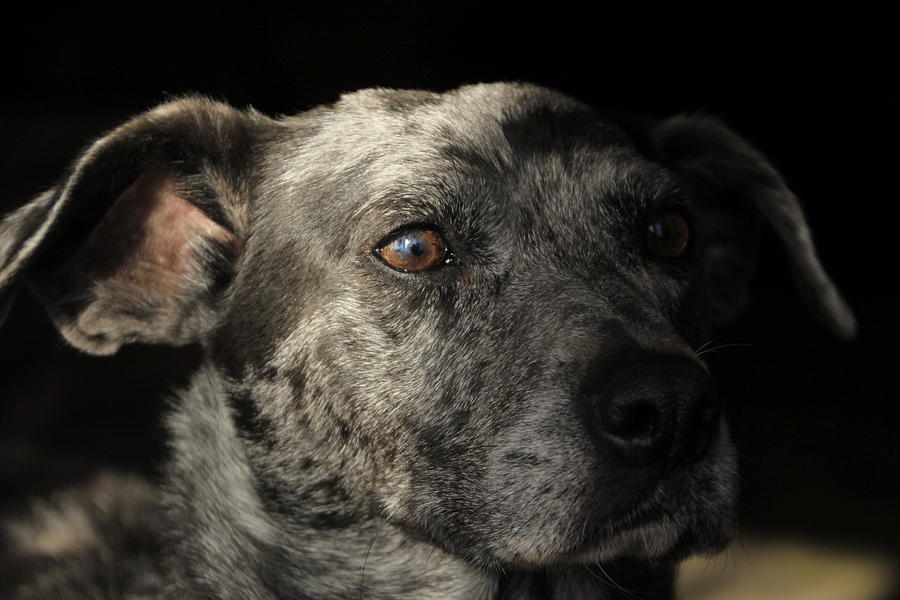 Louisiana Catahoula Leopard Dog Photograph by Valerie Collins
