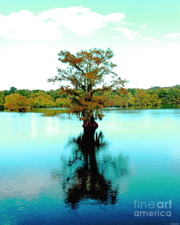 Louisiana Chicot State park Cypress Photograph by Lizi Beard-Ward