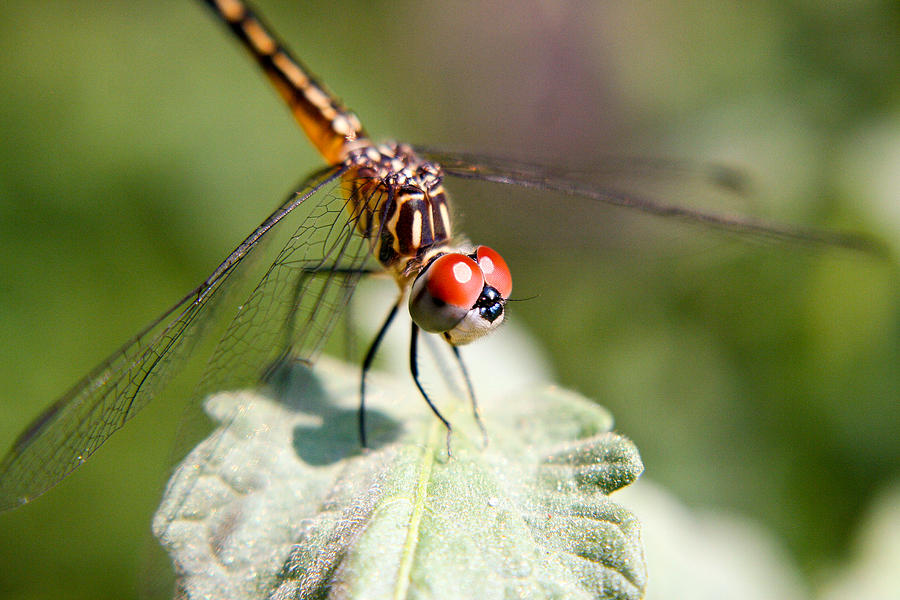 Louisiana Dragonfly Photograph by Ester McGuire