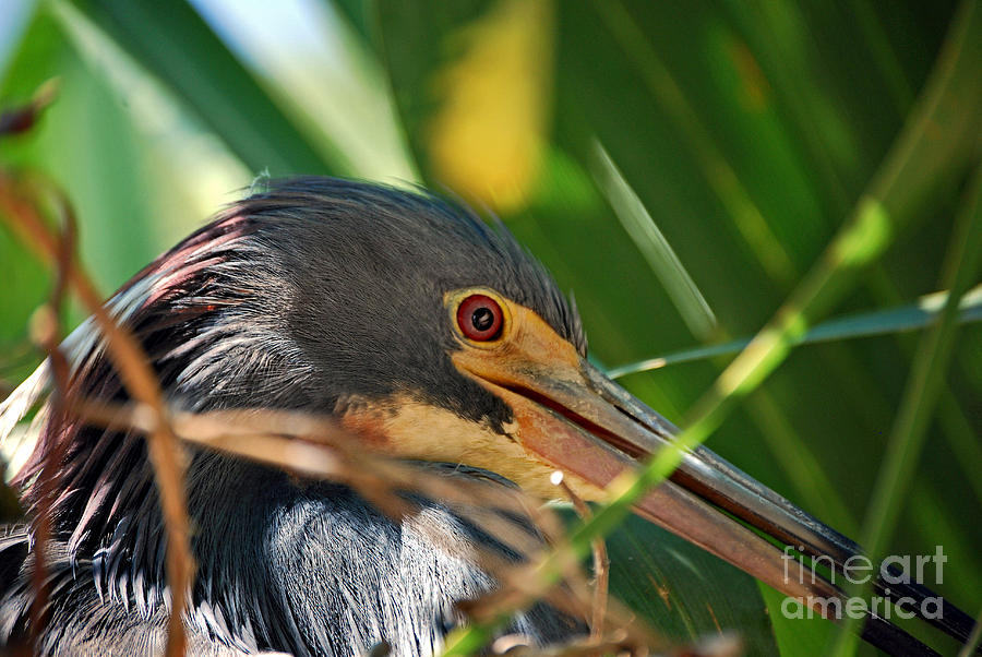 Bird Photograph - Louisiana Eye by Skip Willits