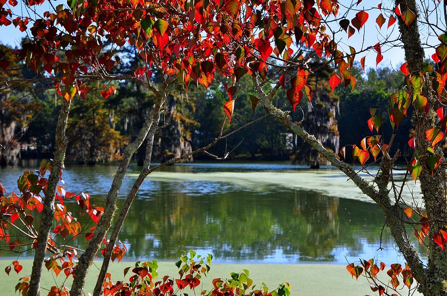 Louisiana Fall Photograph by Charlotte Schafer