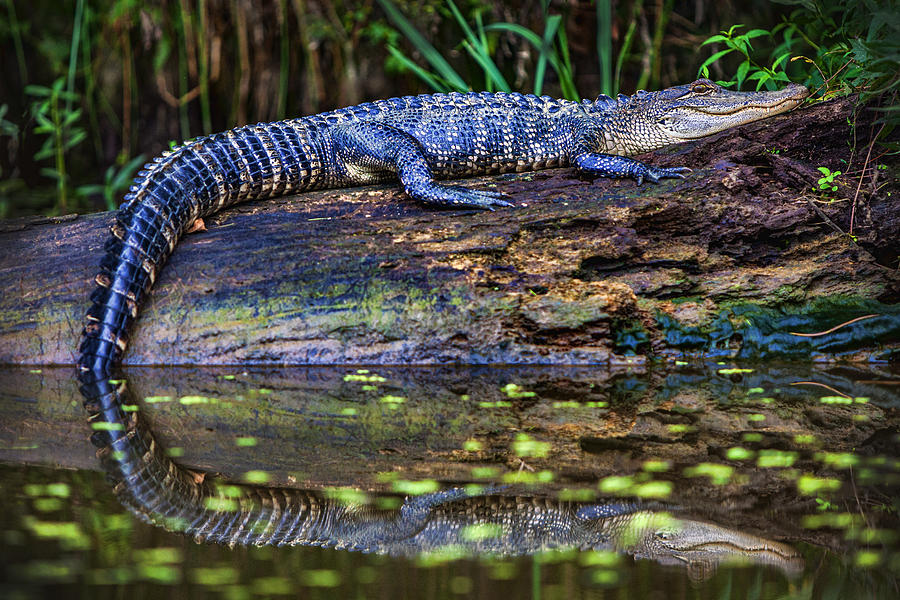 Louisiana Gator Photograph by Diana Powell