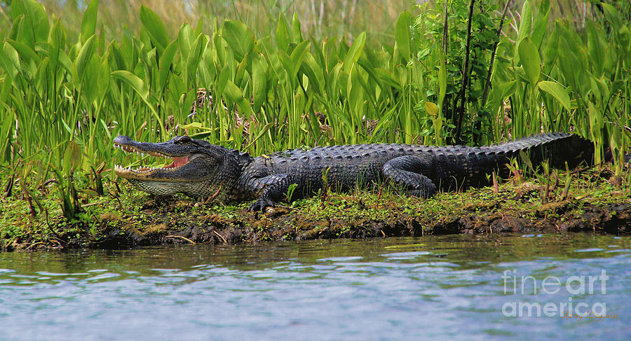 Louisiana Gator Photograph