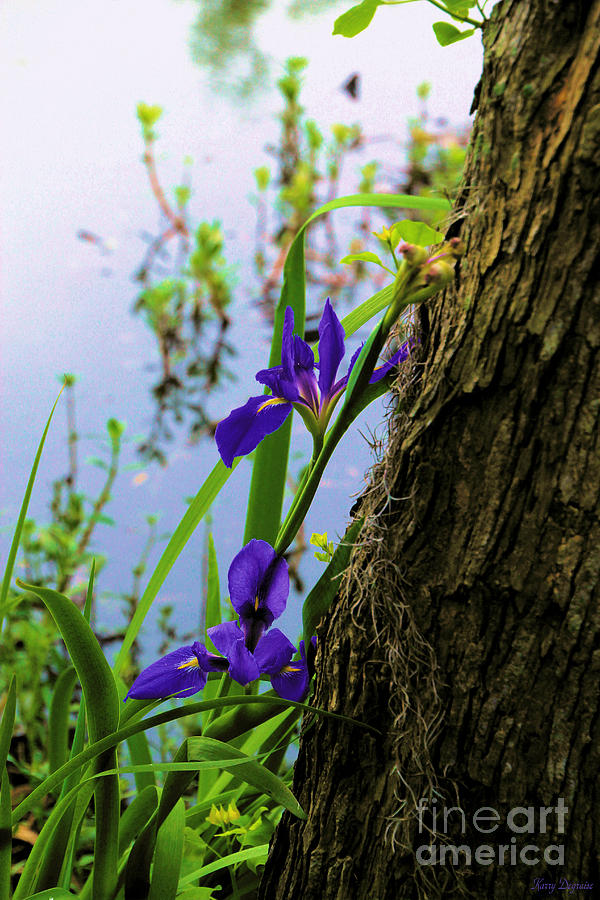 Iris Photograph - Louisiana Iris by Karry Degruise