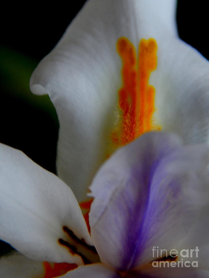 Louisiana Iris Photograph by Michael Hoard