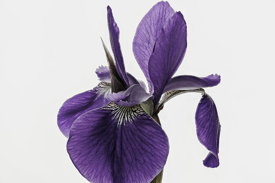 Louisiana Iris-Purple-Horiz. Photograph by Forest Alan Lee