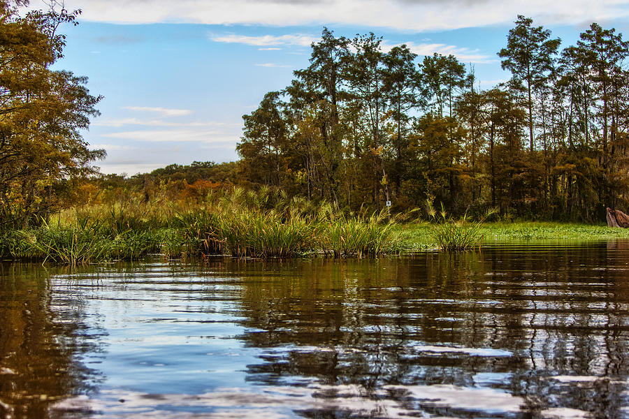 Alligator Photograph - Louisiana Lake by Diana Powell