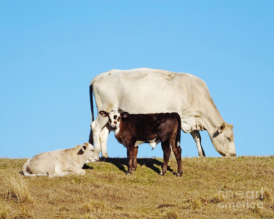 Louisiana Levee Cows Photograph by Lizi Beard-Ward