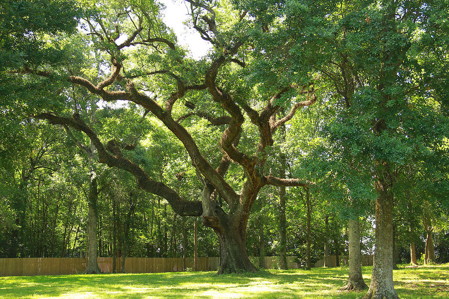 Louisiana Live Oak tree Photograph by Ronald Olivier