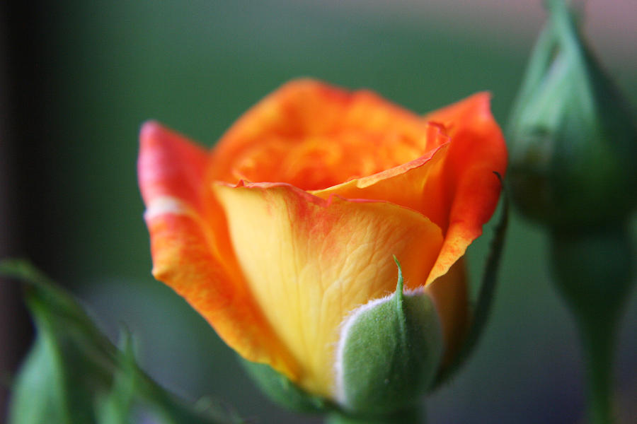 Louisiana Orange Rose Photograph by Ester McGuire