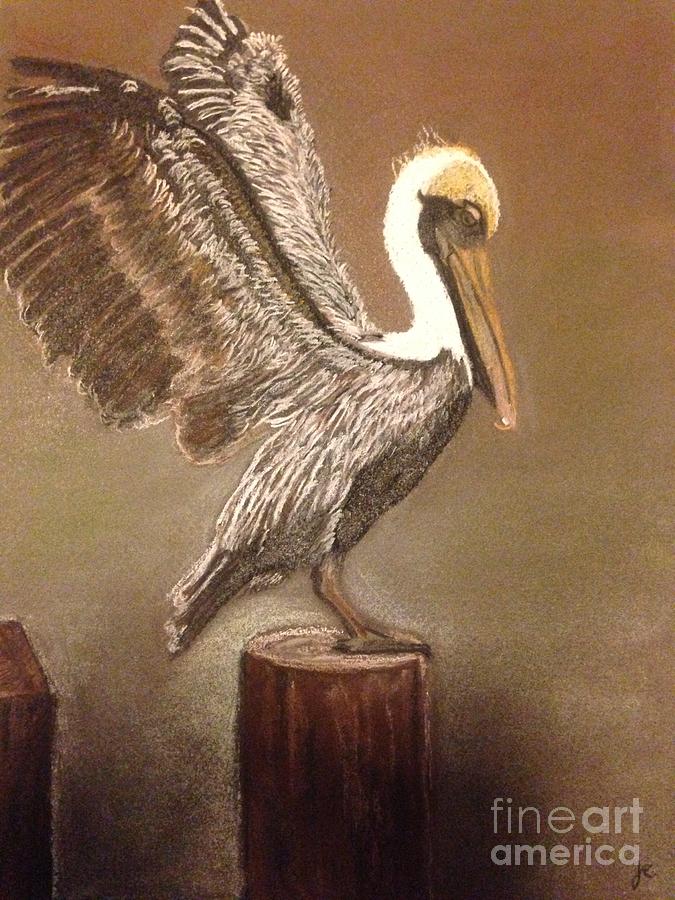 Louisiana Pelican