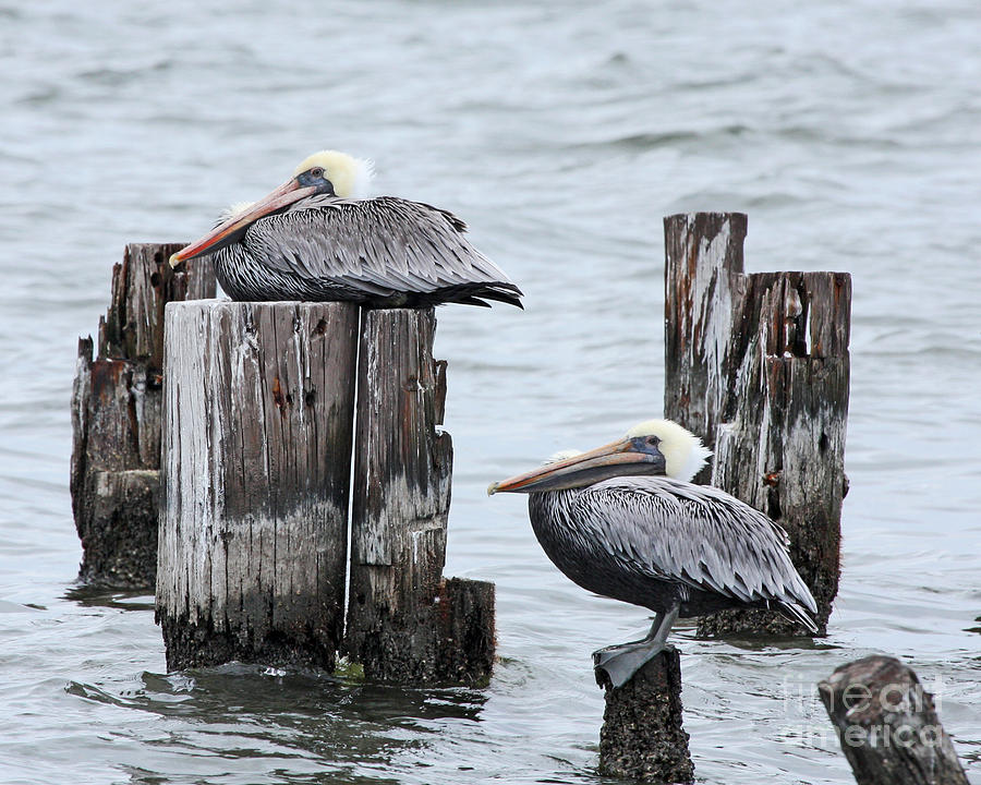 Louisiana Pelicans on Lake Ponchartrain Photograph by Luana K Perez