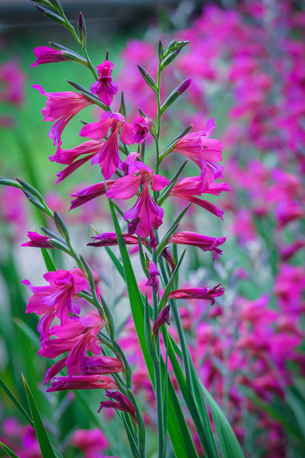 Flower Photograph - Louisiana Pink Iris Fulva by Ester McGuire