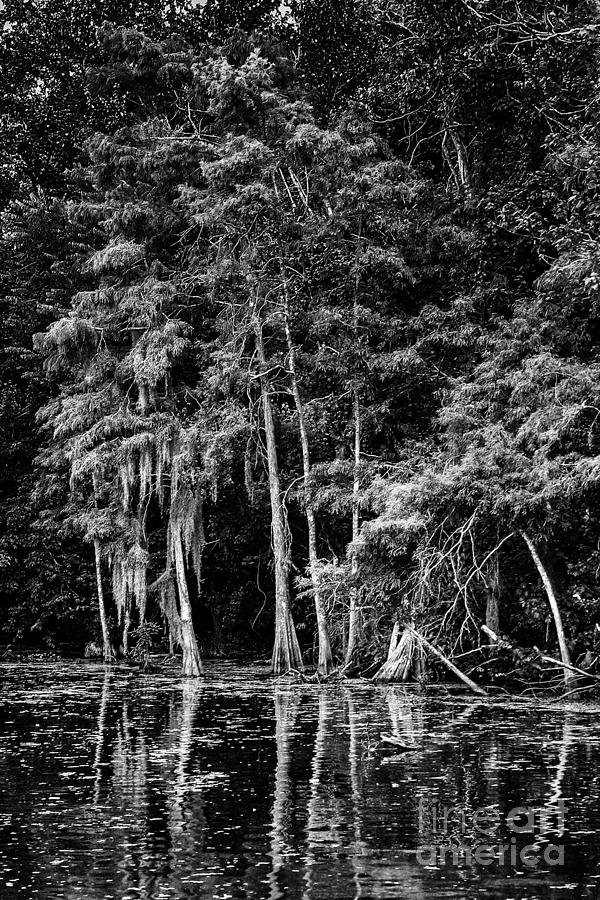 Louisiana Swamp 4 Photograph by David Doucot