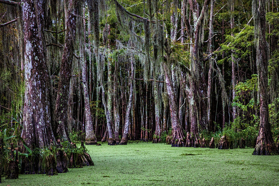 Louisiana Swamp Photograph by Diana Powell
