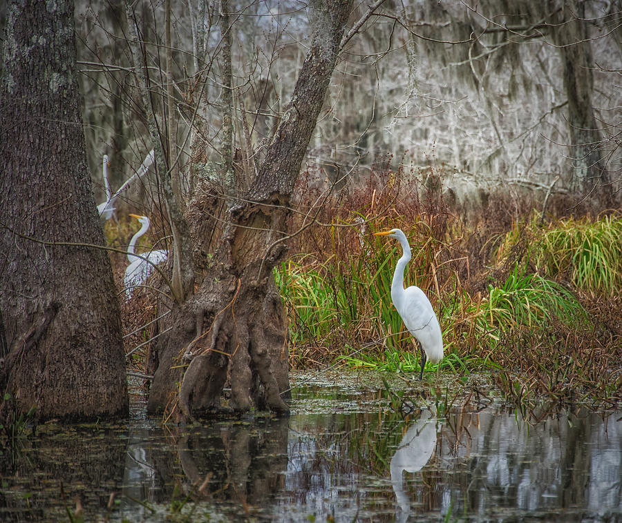 Louisiana Swamp Egrets Photograph by John Ullrick - Pixels