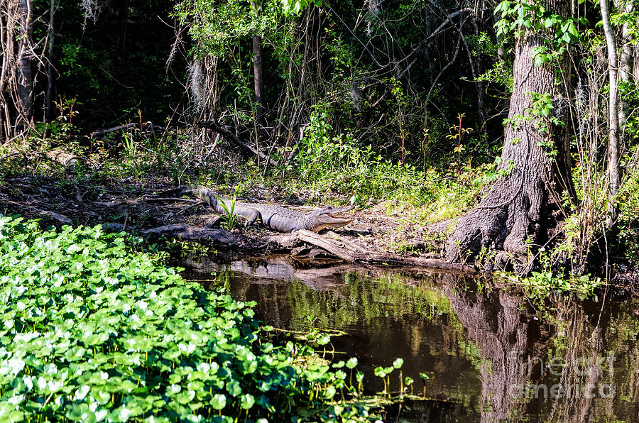 Louisiana Swamp Gator Photograph by Kathleen K Parker