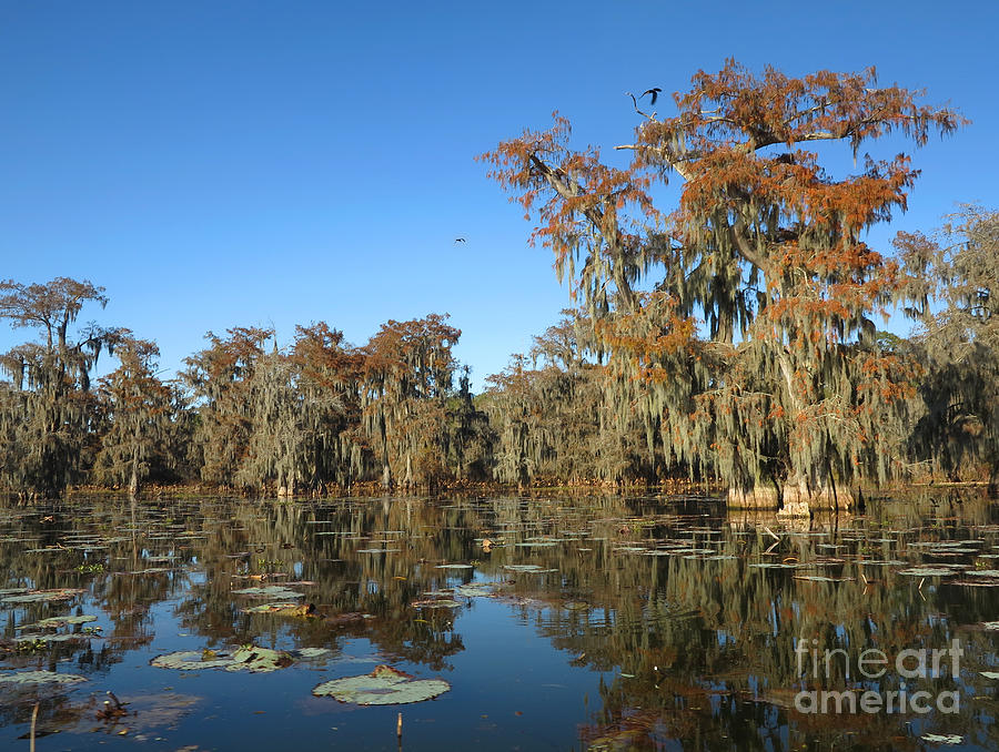Louisiana Swamp Photograph by Martin Konopacki