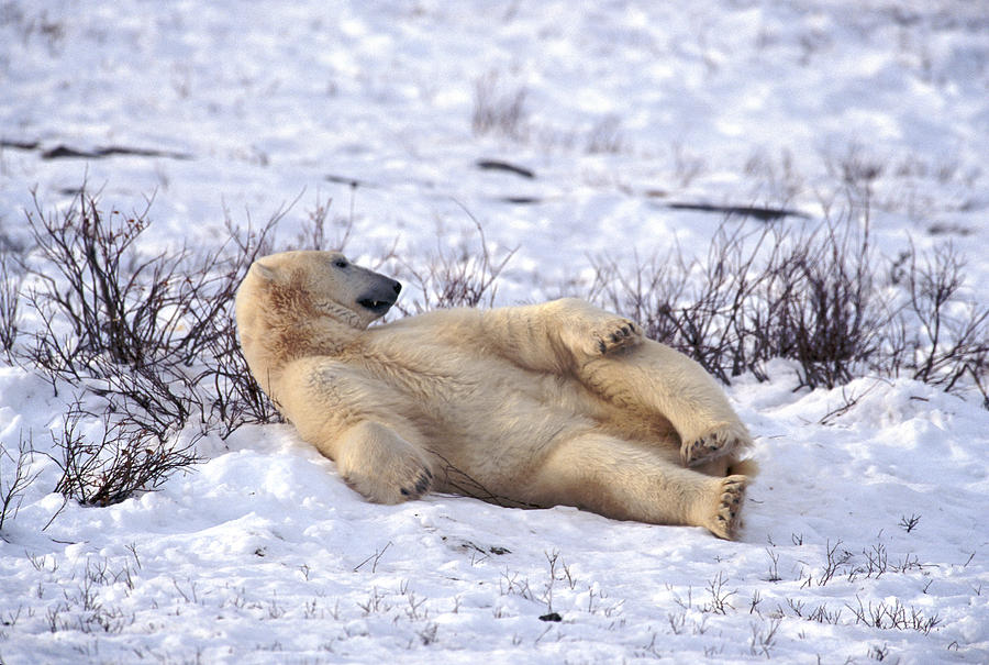 Lounging Bear Photograph by Randy Green