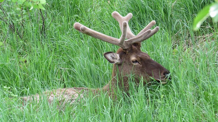 Wildlife Photograph - Lounging Elk by Emily Hargreaves