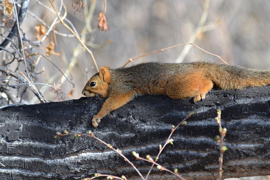 Lounging Fox Squirrel Photograph by Rae Ann  M Garrett