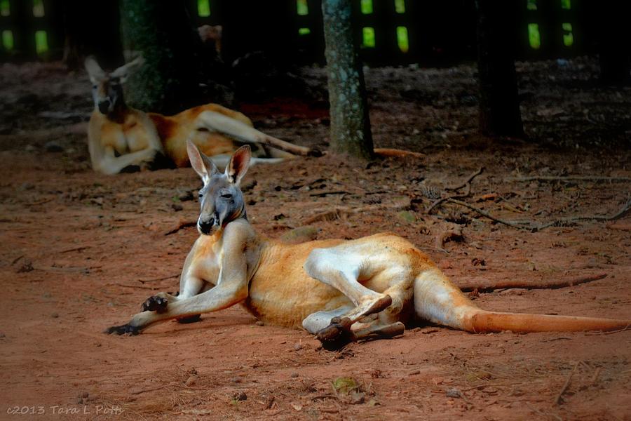 Lounging Kangaroos Photograph by Tara Potts