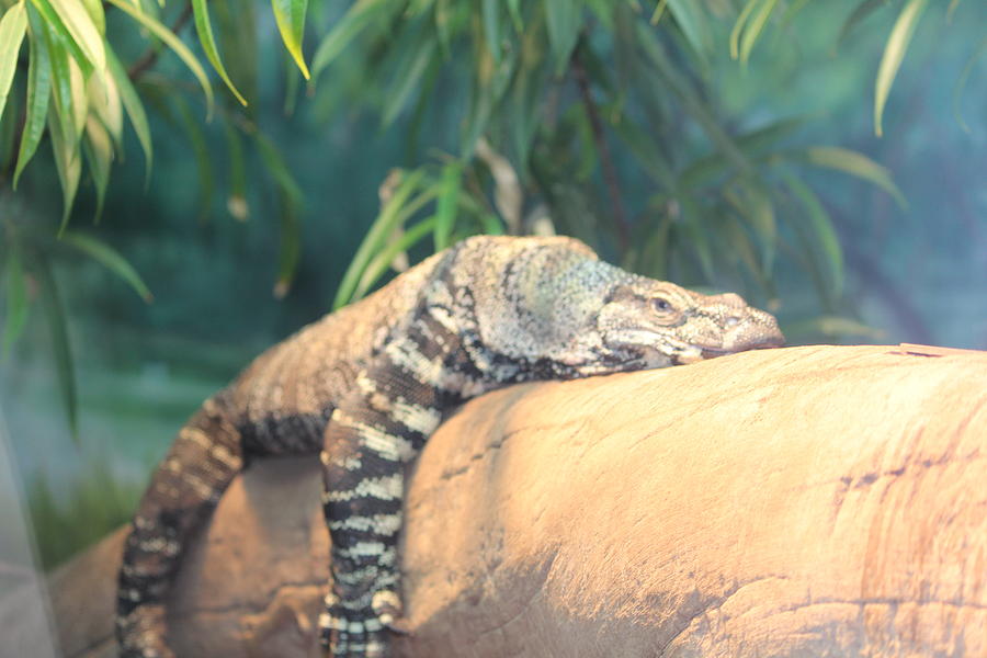 Lounging Lizard Photograph by Denise Cicchella