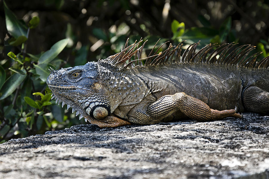 Lounging Lizard Photograph by Vanessa Valdes - Fine Art America