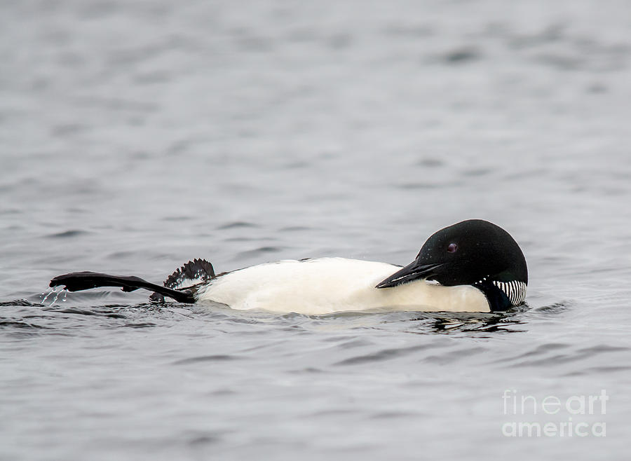 Lounging Loon Photograph