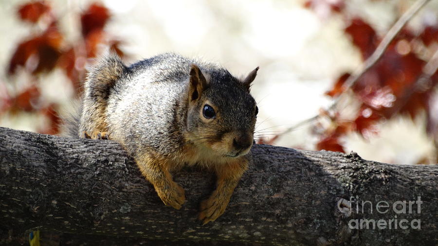 Lounging Squirrel Photograph by J L Zarek