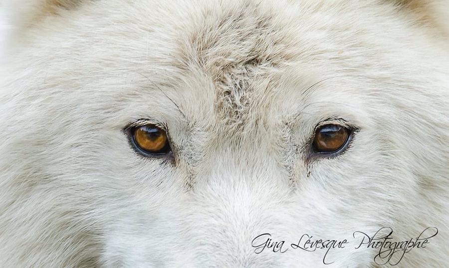 Arctic wolf Photograph by Gina Levesque | Fine Art America
