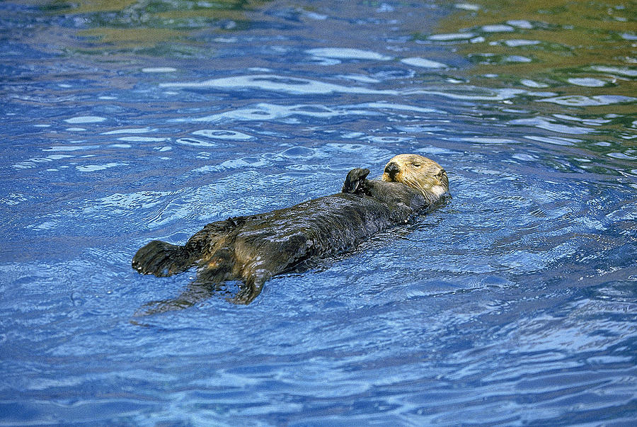 Définition  Loutre de mer - Enhydra lutris